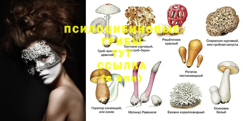 Псилоцибиновые грибы Psilocybine cubensis  blacksprut ссылка  Уржум 